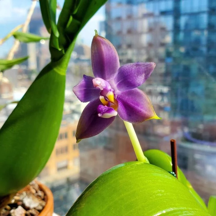 Foto de tipos de orquídeas 3 - 6