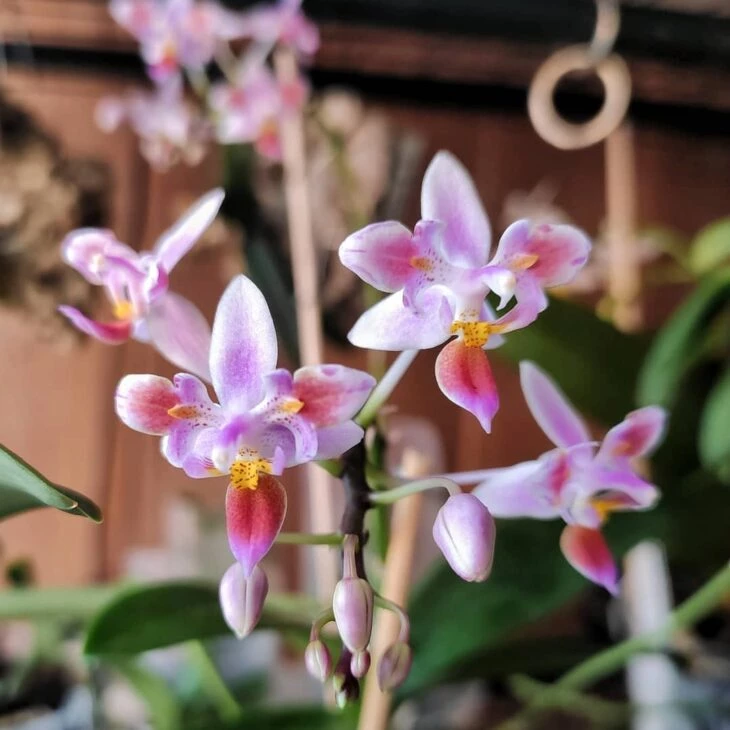 Foto de tipos de orquídeas 4 - 7