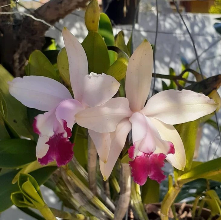 Foto de tipos de orquídeas 5 - 8