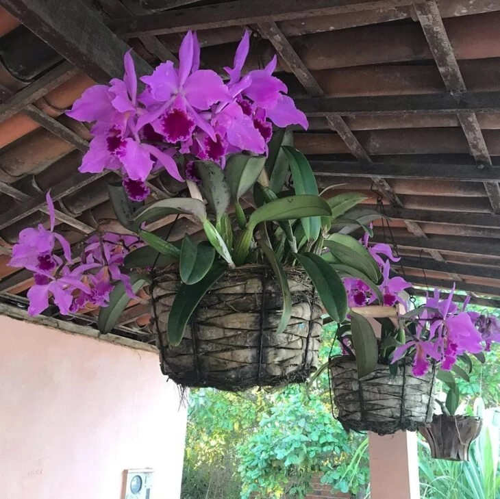 Foto de tipos de orquídeas 6 - 9