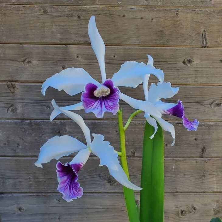 Foto de tipos de orquídeas 7 - 10