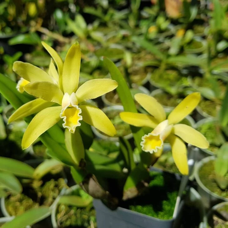Foto de tipos de orquídeas 8 - 11