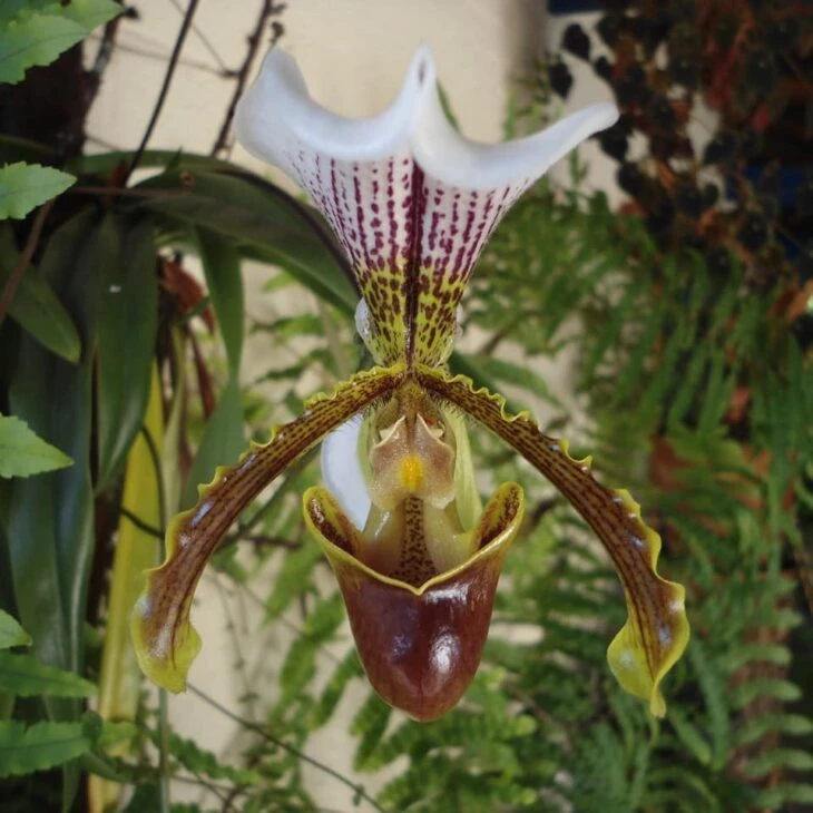 Foto de tipos de orquídeas 9 - 12