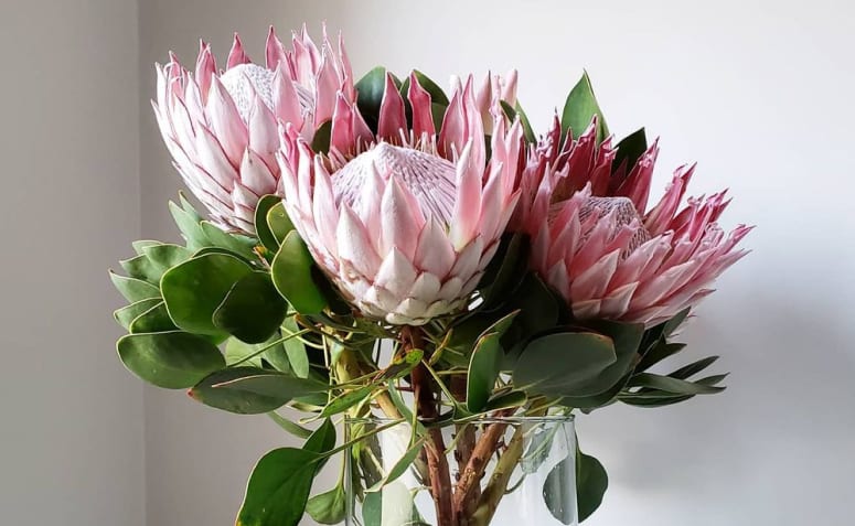 Proteas: apaixone-se pela beleza magnífica dessas flores