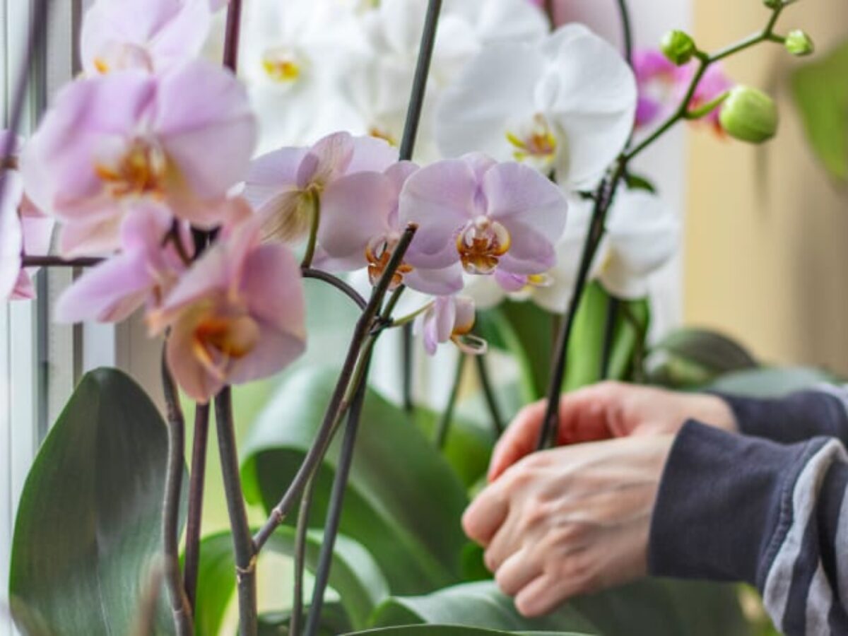 Como cuidar de orquídeas: 12 dicas para os apaixonados por flores