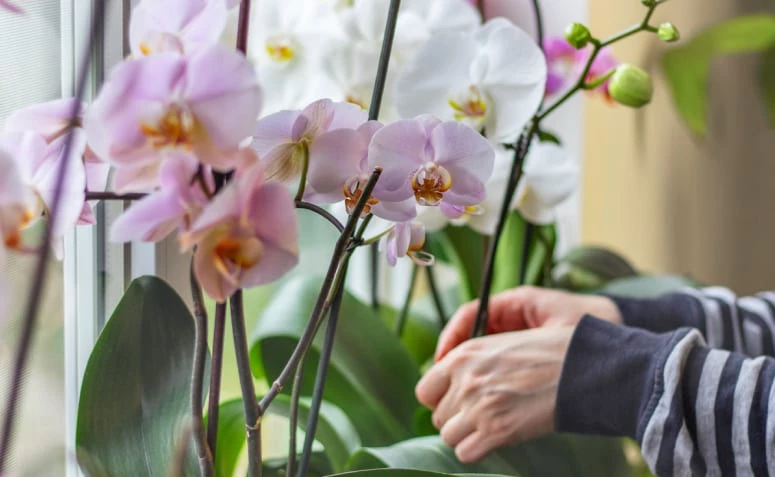 Como cuidar de orquídeas: 12 dicas que vão te transformar em jardineiro