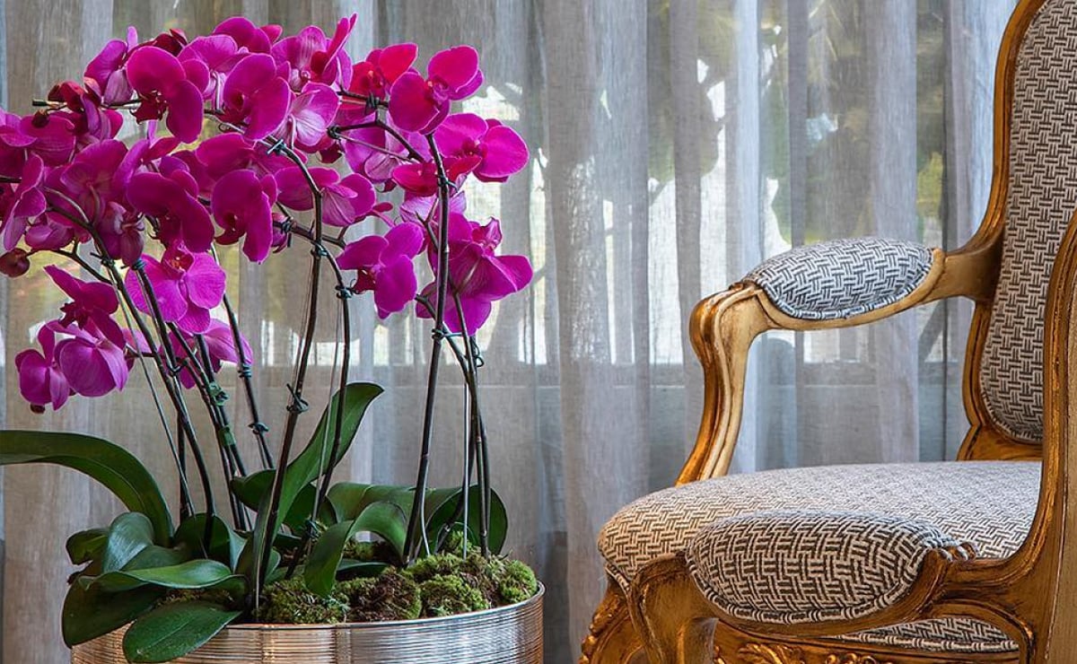 Como cuidar de orquídeas: 10 dicas para ter sucesso no cultivo
