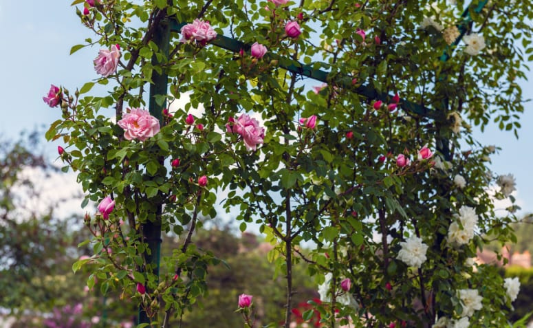 Como plantar e cultivar toda a beleza da rosa trepadeira