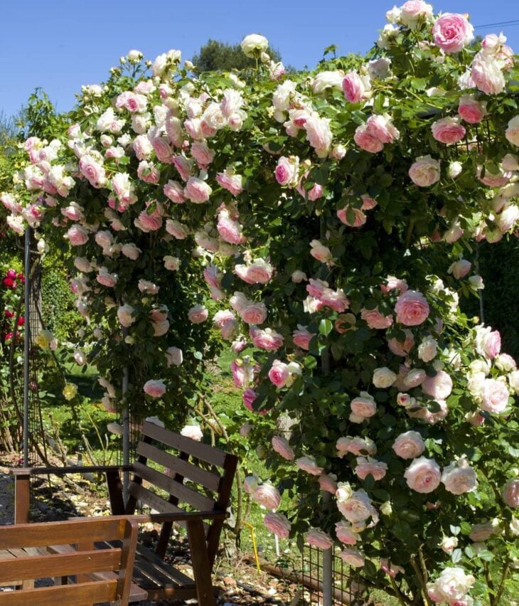 Cómo plantar y cultivar toda la belleza de la rosa trepadora