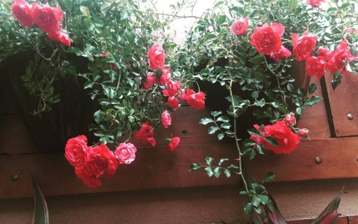 Cómo plantar y cultivar toda la belleza de la rosa trepadora
