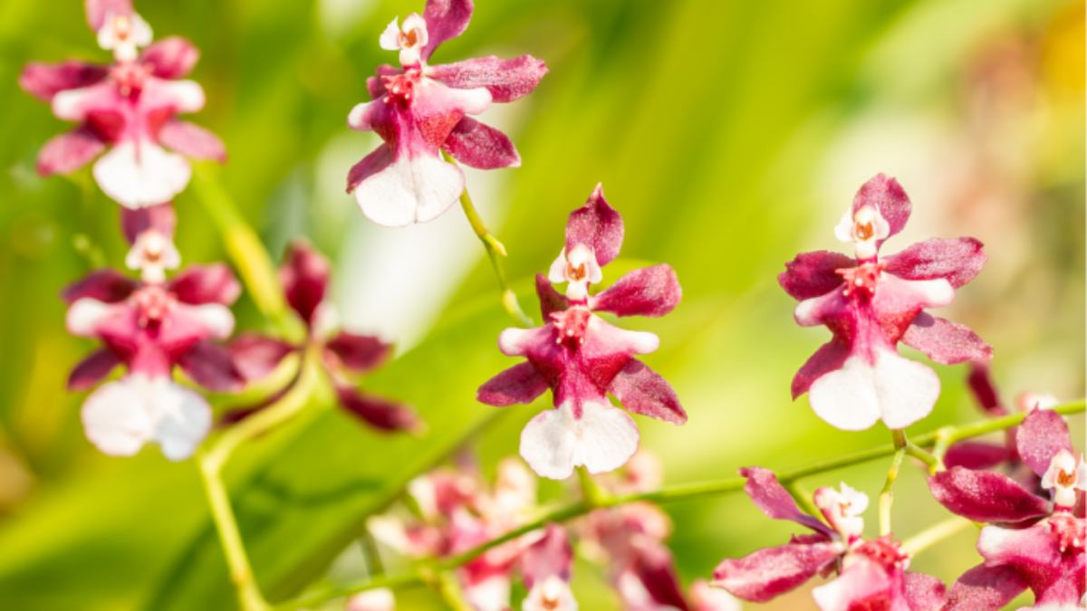 Orquídea chocolate: como cuidar, dicas e fotos dessa planta encantadora