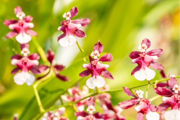 Veja lindas fotos da orquídea chocolate e dicas de cuidado com a planta