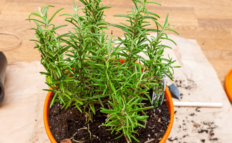 Como plantar alecrim: 6 dicas certeiras para cultivar a planta em casa