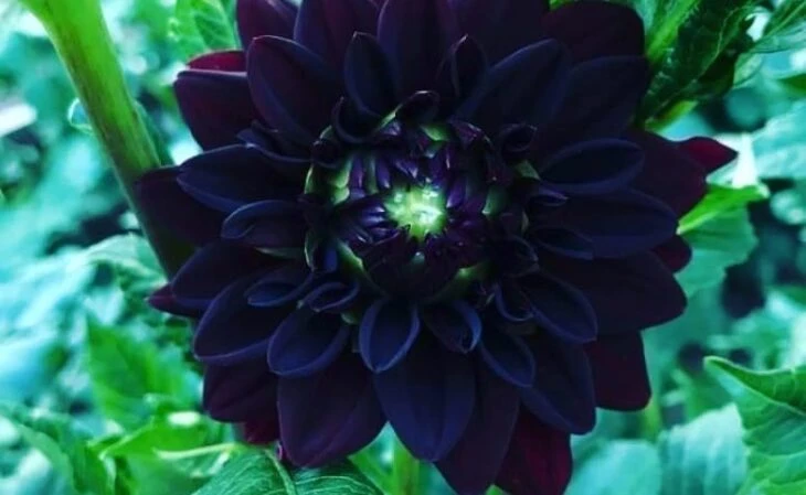 Foto de flores negras 5 - 8