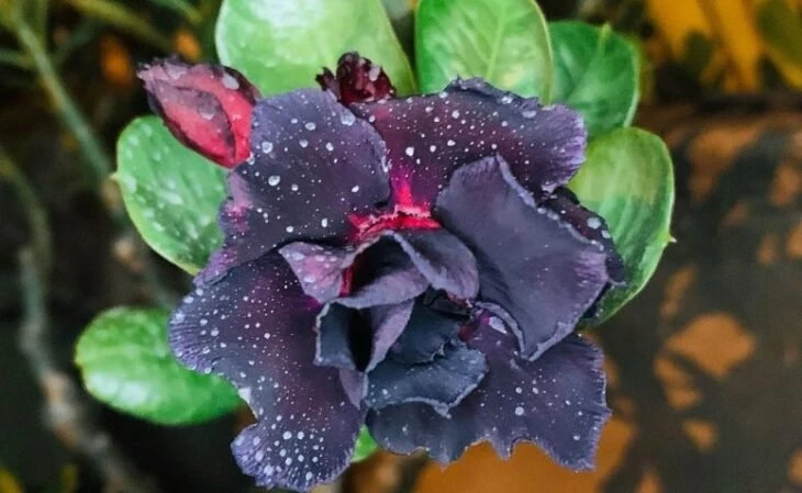 Foto de flores negras 6 - 9