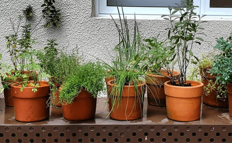60 ideias de horta em vasos que vão facilitar o seu dia a dia