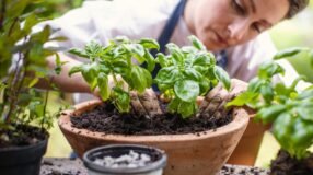 Como plantar manjericão: 9 tutoriais para cultivar a planta em casa