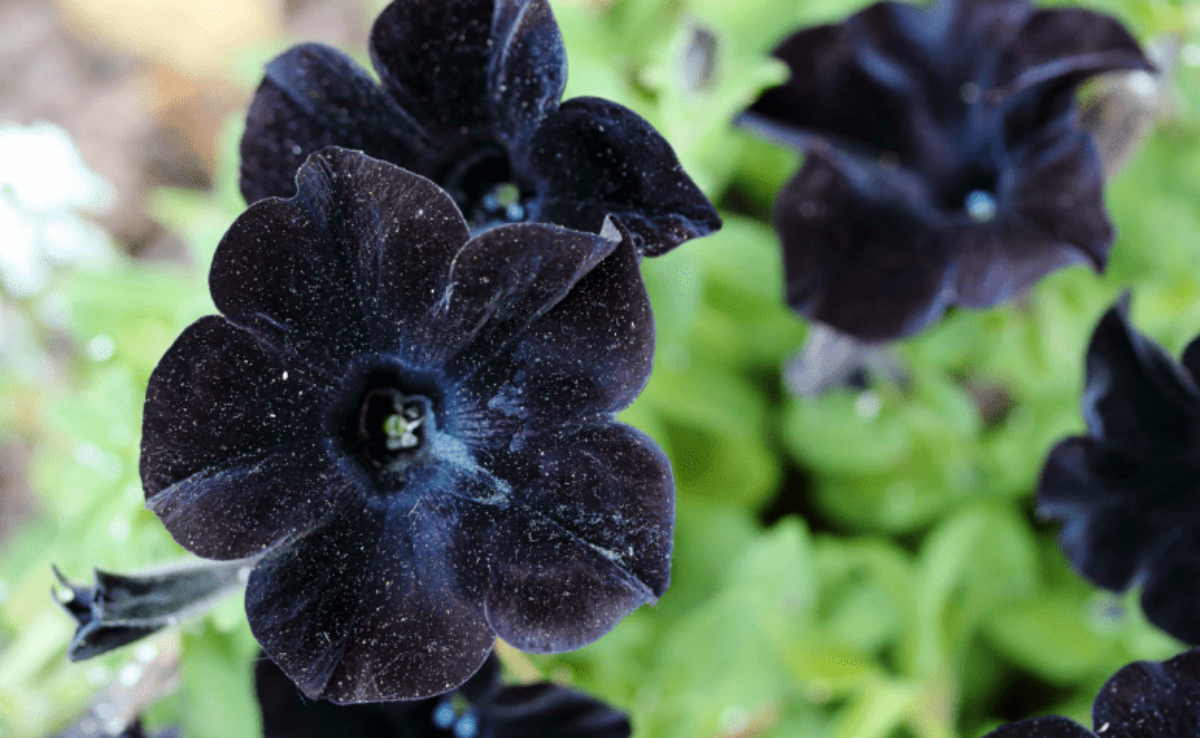 Flores Negras: conheça 12 espécies com profundos significados