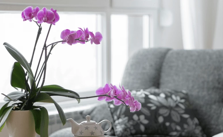 10 tipos de flores roxas para acrescentar um toque de cor ao lar