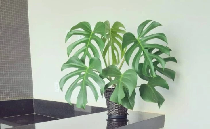 Foto de plantas para escritorio 3 - 6