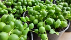Dicas e cuidados certeiros para cultivar suculenta colar-de-pérola