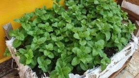 Como plantar hortelã: 8 tutoriais para cultivar essa erva em casa