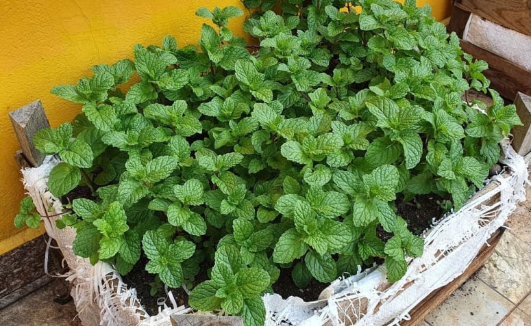 Como plantar hortelã: 8 tutoriais para cultivar essa erva em casa