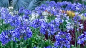 Foto de flores azuis 00 - 1