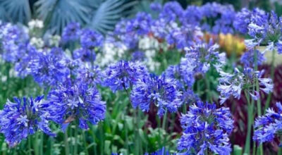 9 flores azuis que trazem todo o encanto da cor para o ambiente