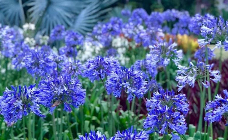 9 flores azuis que trazem todo o encanto da cor para o ambiente