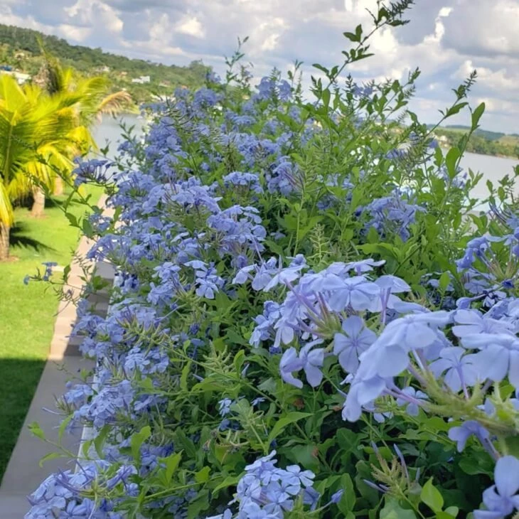 Foto de flores azuis 16 - 20