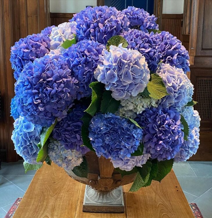 Foto de flores azuis 29 - 31