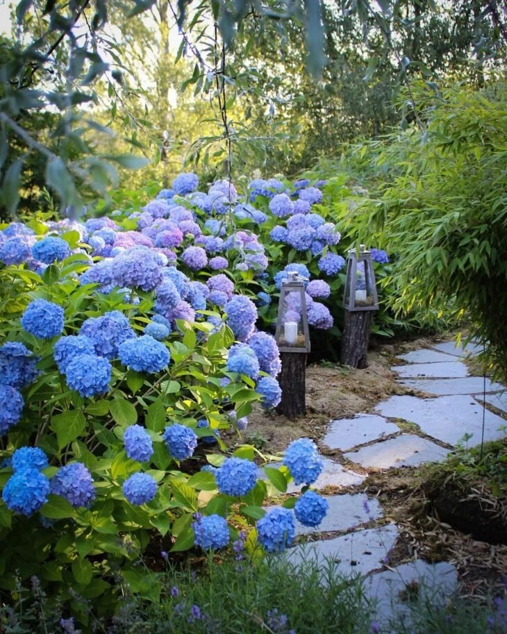 Foto de flores azuis 6 - 10