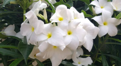 20 espécies de flores brancas que exalam paz e delicadeza