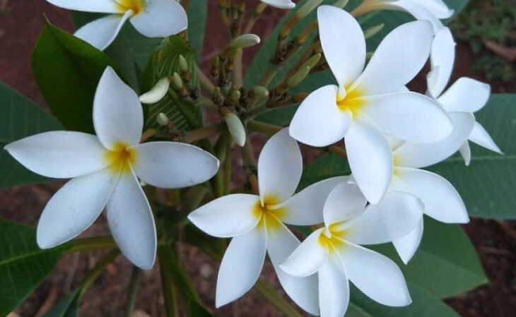 Foto de flores brancas 1 - 1