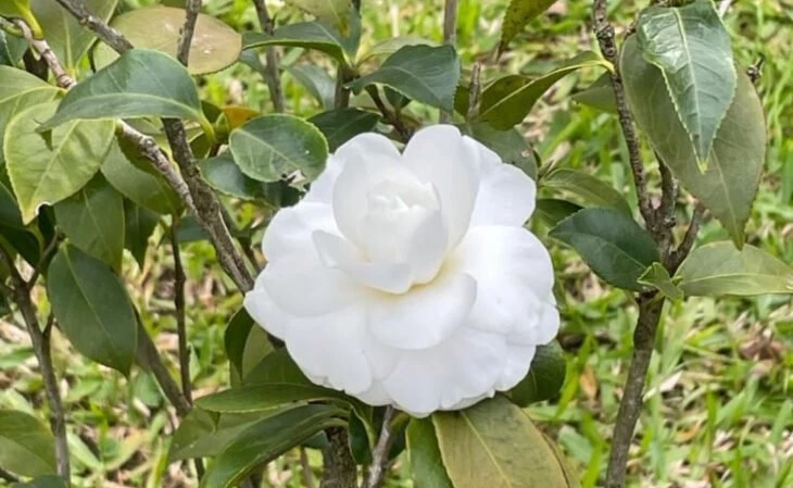 Foto de flores brancas 15 - 18