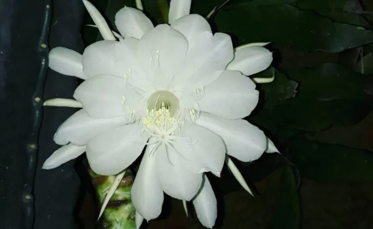 Foto de flores brancas 17 - 20
