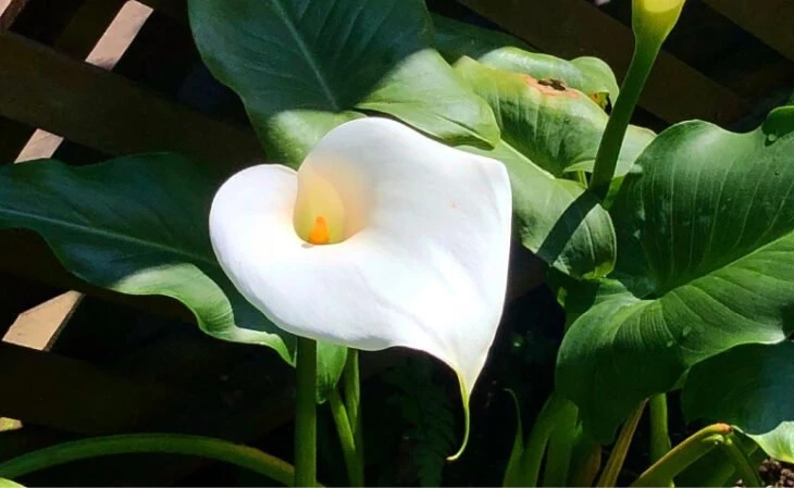 Foto de flores brancas 2 - 2