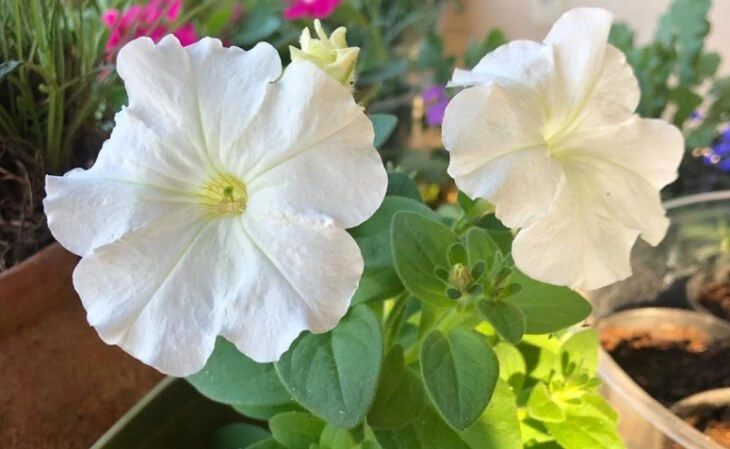 Foto de flores brancas 5 - 8