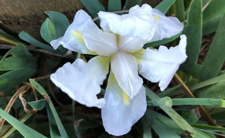 Foto de flores brancas 8 - 11