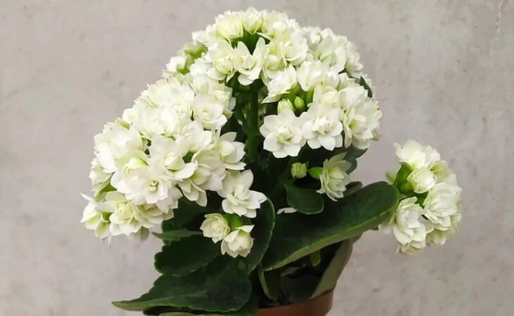 Foto de flores brancas 9 - 12