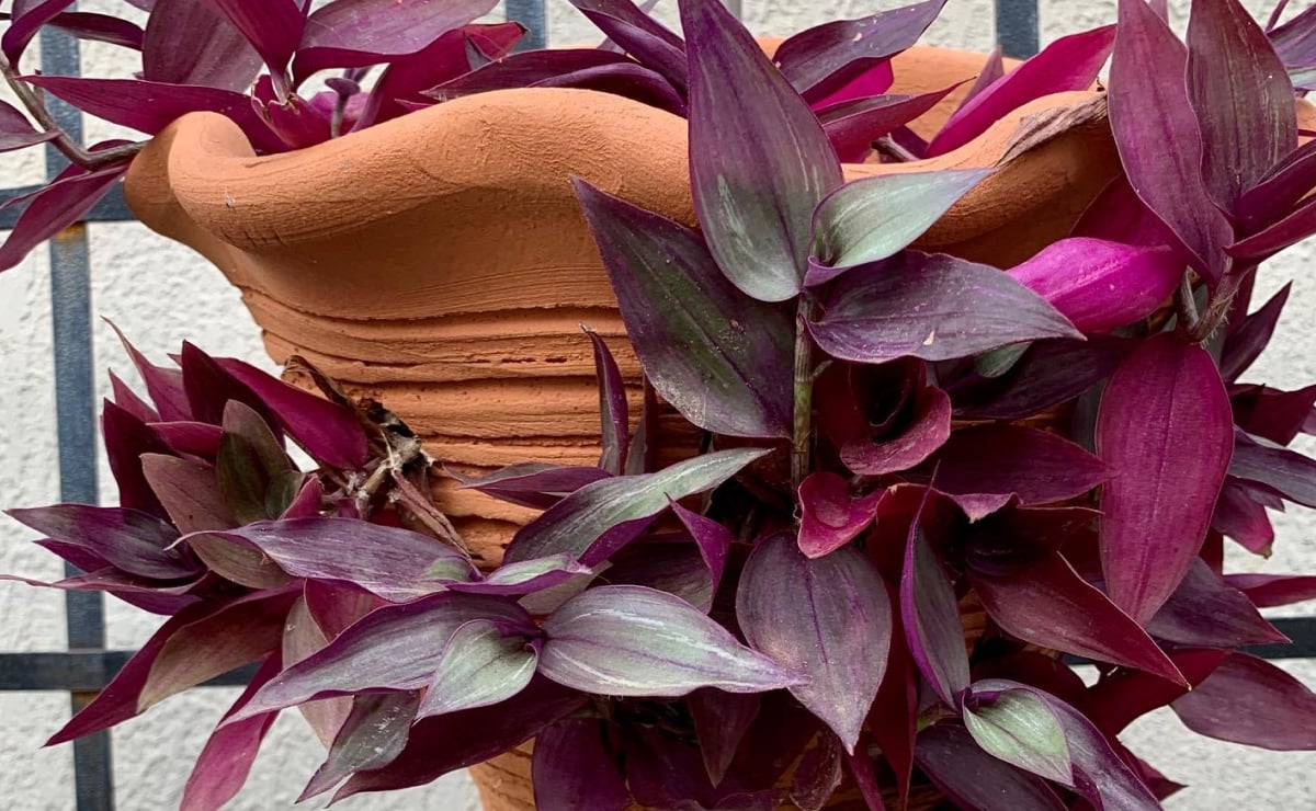 15 fotos de lambari roxo e dicas infalíveis para cultivá-lo