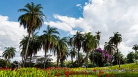 70 fotos de palmeiras para jardim que compõem um paisagismo incrível