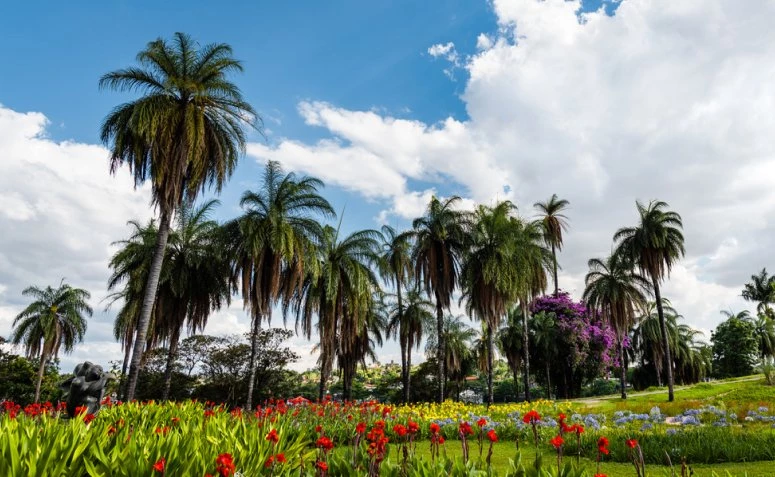70 fotos de palmeiras para jardim que compõem um paisagismo incrível
