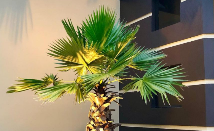 Foto de palmeiras para jardim 3 - 6