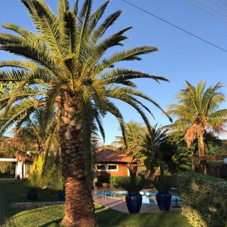 Foto de palmeiras para jardim 38 - 41