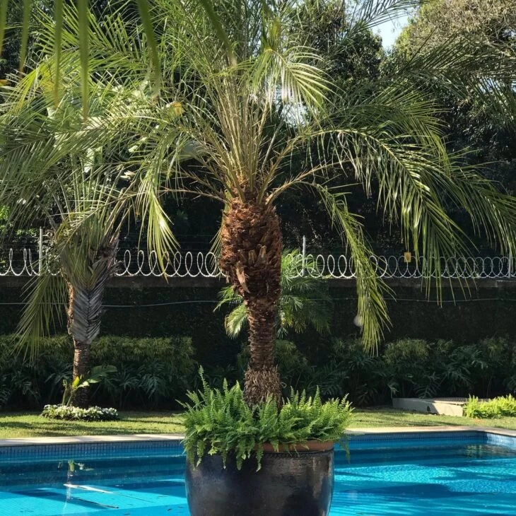 Foto de palmeiras para jardim 40 - 43