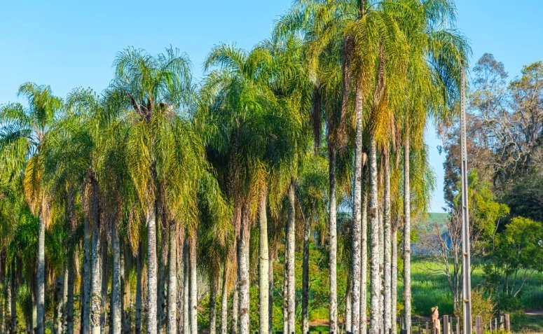 Foto de palmeiras para jardim 5 - 8