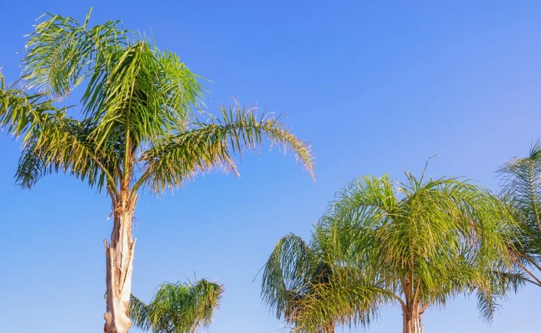 Foto de palmeiras para jardim 6 - 9