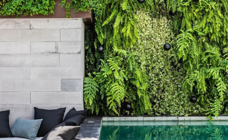 20 plantas para jardim vertical que deixarão sua parede verde